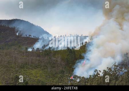 Feu de forêt avec fumée lourde, Afrique du Sud, Cap oriental, municipalité locale de Kou-Kamma Banque D'Images