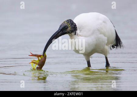 Ibis sacré, ibis sacré africain (Threskiornis aethiopicus), se trouve dans les eaux peu profondes et attrape une écrevisse, Italie, Toscane Banque D'Images