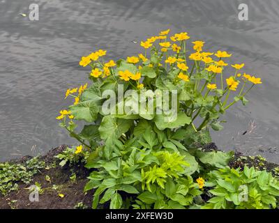 marigold de marais (Caltha palustris), Marigold de marais fleuri, Allemagne Banque D'Images