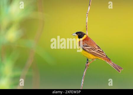 Guirlande à tête noire (Emberiza melanocephala), assise sur une branche, Grèce, Lesbos Banque D'Images