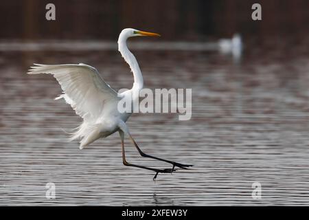 Grande aigrette, grande aigrette blanche, aigrette commune, grande aigrette, grand héron blanc (Egretta alba, Casmerodius albus, Ardea alba), atterrissage dans l'eau, côté Banque D'Images