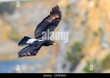 Aigle de Verreaux, aigle noir (Aquila verreauxii), en vol plané, vue latérale, Afrique du Sud, Cap occidental, Langebaan Banque D'Images