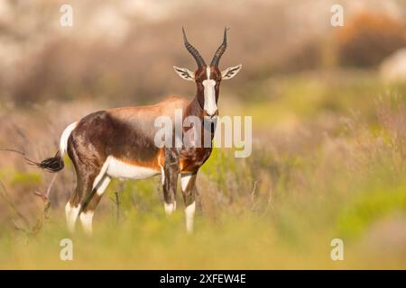 Bontebok (Damaliscus pygargus, Damaliscus dorcas, Damaliscus dorcas), debout dans un pré, vue de côté, Afrique du Sud, Cap occidental, table Mounta Banque D'Images