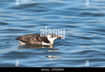 guillemot commun (Uria aalge), nageant sur la mer pendant l'hiver, pays-Bas, Nord des pays-Bas, Ijmuiden Banque D'Images