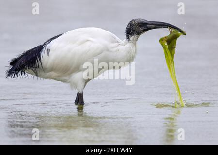 Ibis sacré, ibis sacré africain (Threskiornis aethiopicus), se dresse dans les eaux peu profondes et attrape une écrevisse pleine d'algues, Italie, Toscane Banque D'Images