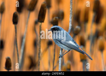 Rouge noir (Phoenicurus ochruros), perché sur une tige de plante, vue de côté, Italie, Toscane Banque D'Images