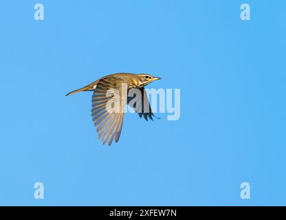 redwing (Turdus iliacus), en vol, pays-Bas, Limbourg Banque D'Images