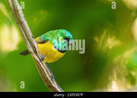 Petit sunbird à double col, sunbird à double col méridional (Cinnyris chalybeus, Nectarinia chalybea), mâle perché sur une branche, Afrique du Sud, W Banque D'Images