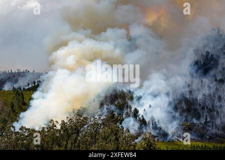 Feu de forêt avec fumée lourde, Afrique du Sud, Cap oriental, municipalité locale de Kou-Kamma Banque D'Images