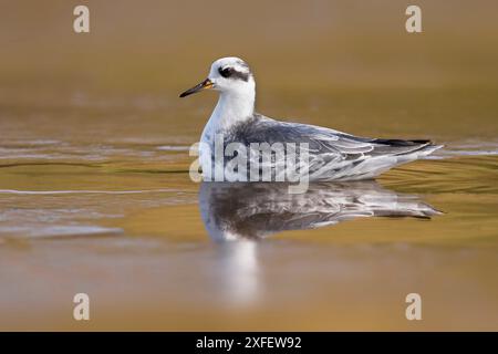 Phalarope grise, phalarope rouge (Phalaropus fulicarius), baignade dans le plumage hivernal, vue de côté, Açores, Toscane Banque D'Images