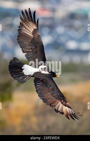 Aigle de Verreaux, aigle noir (Aquila verreauxii), en vol plané, vue latérale, Afrique du Sud, Cap occidental, Langebaan Banque D'Images