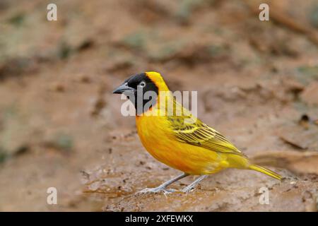 Tisserand moins masqué (Ploceus intermedius), mâle perché au bord de l'eau, vue latérale, Afrique du Sud, KwaZulu-Natal, réserve de gibier de Mkuze Banque D'Images