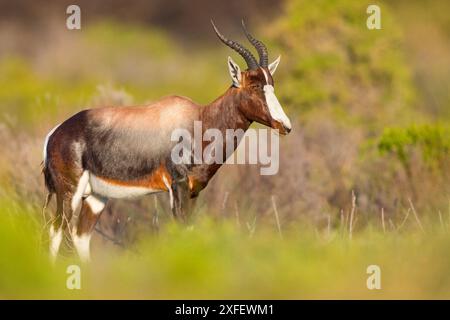 Bontebok (Damaliscus pygargus, Damaliscus dorcas, Damaliscus dorcas), debout dans un pré, vue de côté, Afrique du Sud, Cap occidental, table Mounta Banque D'Images