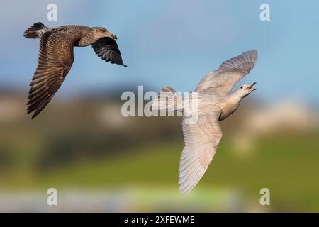 Goéland glauque (Larus hyperboreus), deux jeunes goélands glauques en vol, vue de côté, Açores Banque D'Images