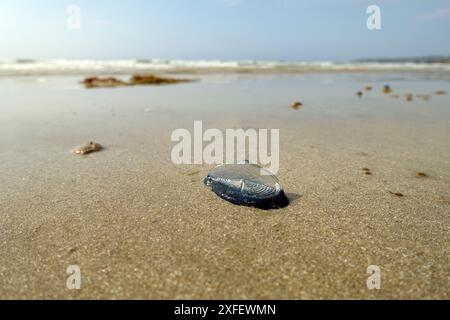 Marin au vent, petite voile, Velella, radeau de mer, marin au vent, voile violette (Velella velella), petite voile échouée, France, Bretagne, Banque D'Images