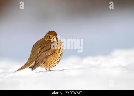 Muguet du chant (Turdus philomelos), debout dans la neige, pays-Bas, Hollande du Sud Banque D'Images