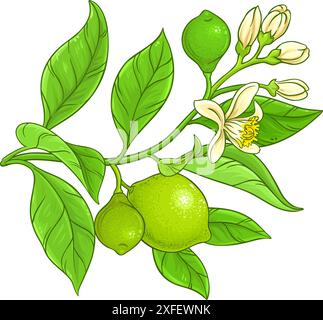 Branche de citron vert avec des fleurs, des fruits et des feuilles colorées illustration détaillée. Ingrédient alimentaire sain nutritionnel naturel biologique, régime végétarien produc Illustration de Vecteur