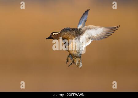 Garganey (Spatula querquedula, Anas querquedula), drake en approche d'atterrissage, vue latérale, Italie, Toscane, Colli Alti Banque D'Images