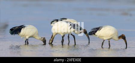 Ibis sacré, ibis sacré africain (Threskiornis aethiopicus), quatre ibis buvant dans les eaux peu profondes, vue de côté, Oman, Dhofar, Raysut, Salalah Banque D'Images