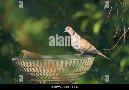 Colombe à col (Streptopelia decaocto), venant boire dans un bol à boire dans un jardin par une chaude journée, pays-Bas, Limbourg Banque D'Images
