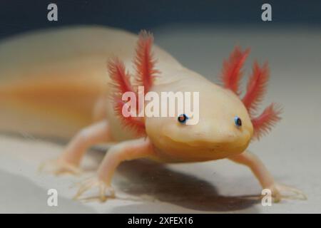 Axolotl (Ambystoma mexicanum), larve albinotique de dauer regardant curieusement dans l'appareil photo, portrait Banque D'Images