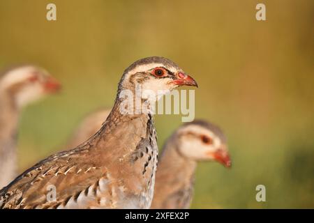 Perdrix à pattes rouges (Alectoris rufa), juvénile, portrait, Espagne Banque D'Images