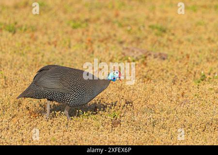 Guineafowl casqué (Numida meleagris), cherche de la nourriture sur le terrain, Afrique du Sud, Cap oriental, Addo Elephant National Park Banque D'Images