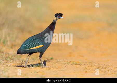 Guineafowl à crête, guineafowl du Kenya (Guttera pucherani, Guttera edouardi), marche, vue latérale, Afrique du Sud, KwaZulu-Natal, Hluhluwe-Umfolozi Nationa Banque D'Images