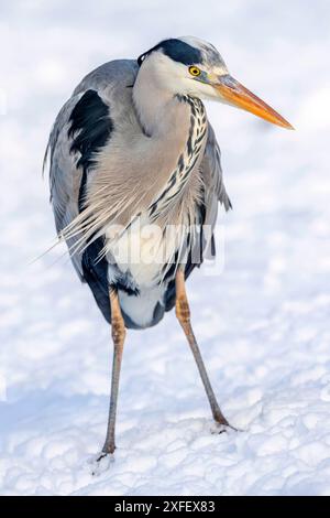 Héron gris (Ardea cinerea), debout dans la neige, pays-Bas Banque D'Images