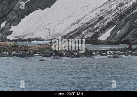 Penguin Chinstrap (Pygoscelis antarcticus) et le monument de l'Endurance à point Wild, Elephant Island, Antarctique Peninsular Banque D'Images