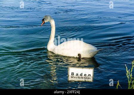 Signe cygne et interdiction de nager (allemand : Baden verboten), Eschenz, lac de Constance, canton de Thurgau, Suisse Banque D'Images