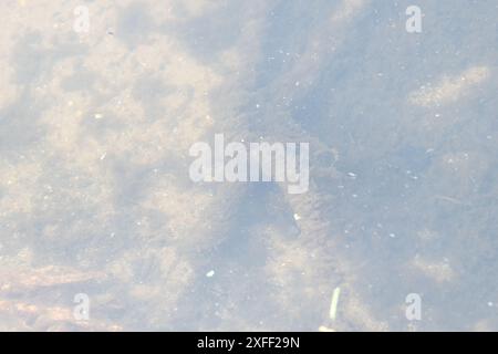 Henley-on-Thames, Royaume-Uni. 3 juillet 2024. Champignon des eaux usées dans la Tamise à Henley. Selon la BBC, des inquiétudes ont été soulevées au sujet des niveaux d'E. coli dans la Tamise avant la régate royale de Henley. Le groupe de campagne River action a déclaré que son échantillonnage de l'eau par des scientifiques citoyens près de Fawley Meadows a montré des «niveaux alarmants» de bactéries E. coli qui peuvent causer des infections graves. Thames Water, dont le propre échantillonnage a montré des niveaux plus faibles, a déclaré que l'étude était «alarmiste». Les organisateurs de la régate ont publié des conseils aux participants sur « la minimisation du risque de maladie dû à la proximité d'une eau polluée ». Banque D'Images