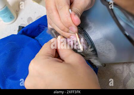 nettoyage vétérinaire des chats oreille avec coton-tige Banque D'Images