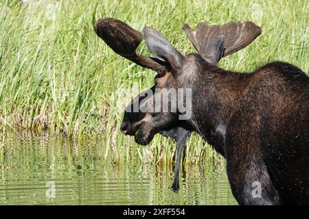 Moose Head par derrière Banque D'Images