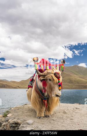 Yak tibétain blanc décoré au lac Yamdrok au Tibet, Chine, ciel nuageux avec espace copie Banque D'Images