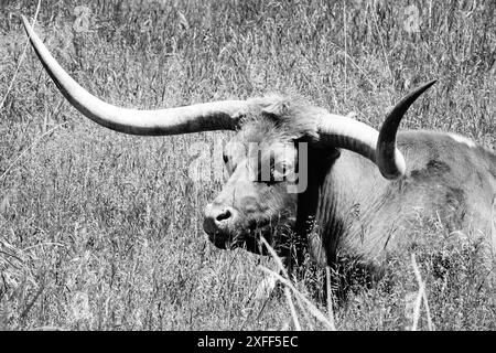 Texas Longhorn (noir et blanc) Banque D'Images