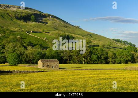 Pittoresques prairies de fleurs sauvages des hautes terres de Swaledale (ancienne grange en pierre, fleurs colorées en forme de papillon, flanc de colline, ciel bleu) - Muker, Yorkshire Dales, Angleterre Royaume-Uni Banque D'Images