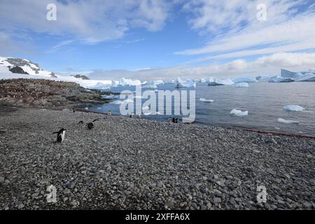 Penguin Gentoo (Pygoscelis papua) colonie sur l'île de Curverville, péninsule antarctique. Banque D'Images