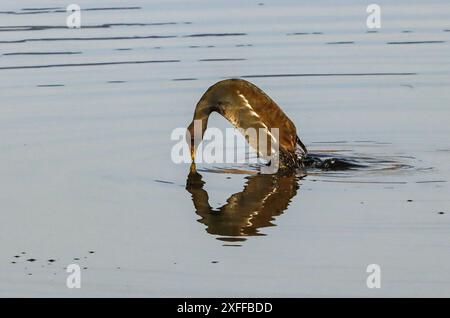 Moorhen commun plongée dans le lac, lac Neuchâtel, Suisse Banque D'Images