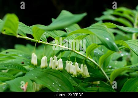Élégance délicate à l'ombre. Le phoque de Salomon arbore de belles fleurs blanches en forme de cloche pendantes sous des tiges arquées. Encadré par vert foncé, brillant Banque D'Images
