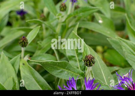 Une promesse attend patiemment. Un bourgeon dosé et fermé du bluet de montagne repose sur une tige mince. Sa surface lisse bleu-vert évoque le flux vibrant Banque D'Images
