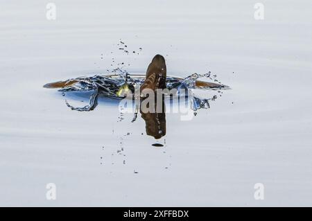 Moorhen commun plongée dans le lac, lac Neuchâtel, Suisse Banque D'Images