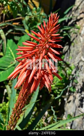 Fleurs d'aloès candélabres (Aloe arborescens) sur jardin à Petropolis, Rio de Janeiro, Brésil Banque D'Images