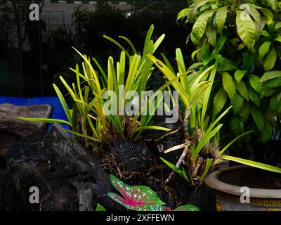 Feuilles d'orchidées dans des pots, plantées pour la décoration de la maison. Banque D'Images