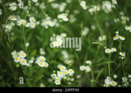 Motif de fleurs d'erigeon blanc dans la nature Banque D'Images