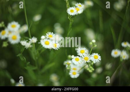 Motif de fleurs d'erigeon blanc dans la nature Banque D'Images