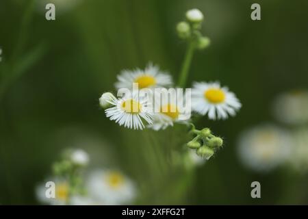 Motif de fleurs d'erigeon blanc dans la nature Banque D'Images