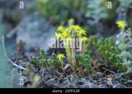 Goldmoss sedum fleurs jaunes dans la nature Banque D'Images