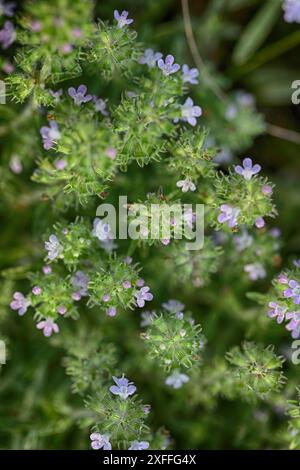 Plante noire Horehound avec des fleurs roses dans la nature Banque D'Images