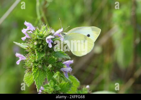 Petit papillon blanc du sud sur fleur rose Banque D'Images